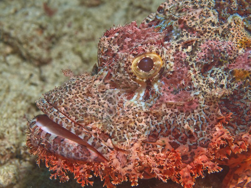 Scorpion Fish, House Reef